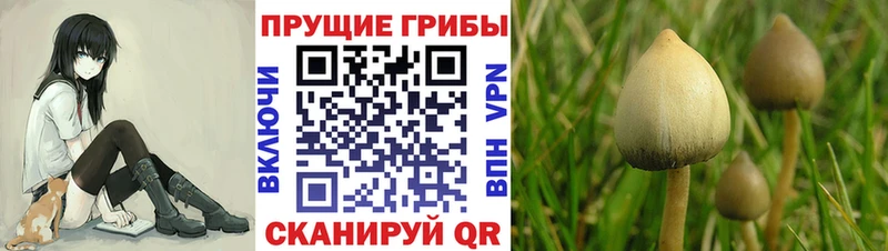 Псилоцибиновые грибы прущие грибы  Купить где  Пролетарск 